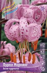 Лилия Пурпл Морнинг кудреватая Colorline