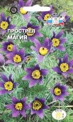 Прострел Магия цв.п 0,1гр СеДек