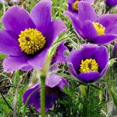 Прострел Магия цв.п 0,1гр СеДек