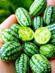 Мелотрия Микки цв.п 10шт Аэлита