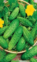 Огурец Нежинский цв.п 10шт Уральский Дачник