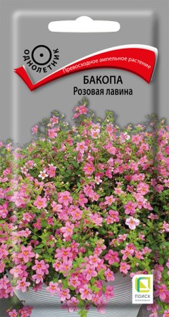 Бакопа Розовая Лавина цв.п 5шт Поиск