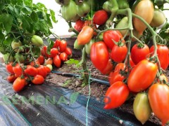 Томат Засолочный Деликатес цв.п 10шт Медведев