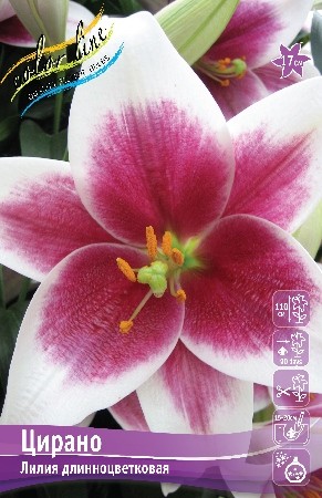 Лилия Цирано длинноцветковая Colorline