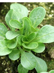 Салат Валерьянница Огородная полевой цв.п 1гр СеДек