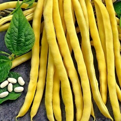 Фасоль Жёлтая Река вьющаяся цв.п 5гр Аэлита