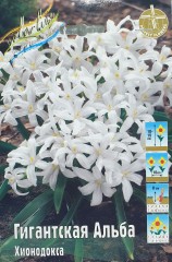 Хионодокса Гигантская Альба Color Line