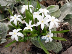 Хионодокса Гигантская Альба Color Line