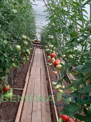 Томат Изюмный Розовый цв.п 10шт Медведев