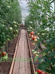 Томат Изюмный Розовый цв.п 10шт Медведев