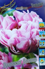 Тюльпан Даззлинг Дезаер Color Line