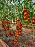 Томат Красный Гроздевой цв.п 10шт Медведев
