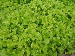 Салат Салатная Чаша цв.п 1гр СеДек