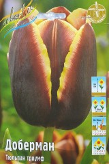 Тюльпан Доберман (Триумф) Color Line