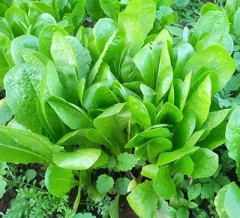 Салат Татьяна цикорный цв.п 0,5гр СеДек