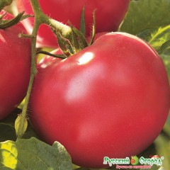 Томат Лакомка цв.п 0,1гр НК Русский Огород