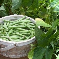 Фасоль Красноцветущая лимская вьющаяся цв.п 5гр Аэлита