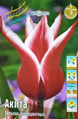 Тюльпан Акита (Лилиецветный) Color Line