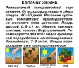 Кабачок Зебра цв.п 2гр Аэлита