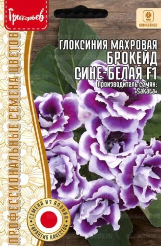Глоксиния Брокейд Сине-Белая F1 махровая (Brocade Blue & White) цв.п 4шт ИП Григорьев