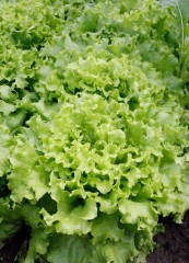 Салат Удача цв.п 0,5гр СеДек