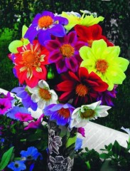 Георгина Веселые Ребята, смесь цв.п 0,3гр НК Русский Огород