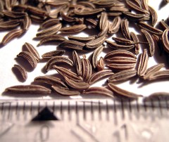 Тмин Ароматный цв.п 0,3гр СеДек