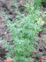 Тмин Ароматный цв.п 0,3гр СеДек