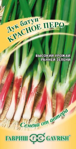 Лук батун на зелень Красное перо цв.п 0,5гр Гавриш