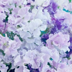 Душистый Горошек Русский Размер Светло-сиреневый цв.п 6шт НК Русский Огород