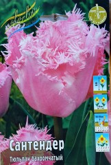 Тюльпан Сантендер (Бахромчатый) Color Line