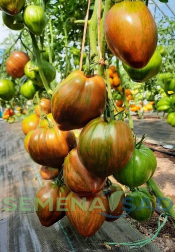 Томат Темный Полосатик цв.п 10шт Медведев