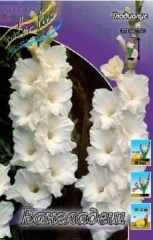 Гладиолус Бангладеш Colorline