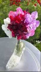 Душистый Горошек Русский Размер, смесь цв.п 12шт НК Русский Огород