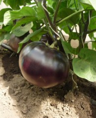 Баклажан Буржуй F1 цв.п 0.2гр СеДек