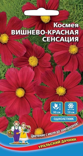 Космея Вишнёво-Красная Сенсация цв.п 0.15гр Уральский Дачник