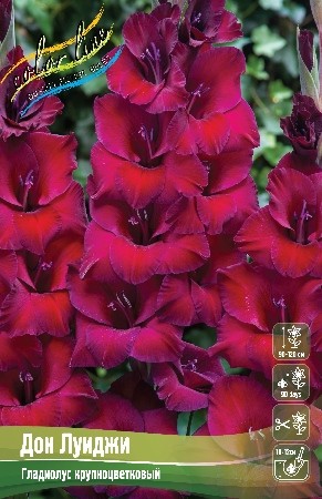Гладиолус Дон Луиджи Colorline