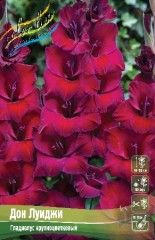 Гладиолус Дон Луиджи Colorline