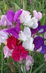 Душистый Горошек Спенсер, смесь цв.п 1гр НК Русский Огород