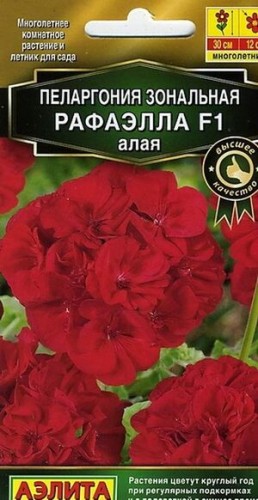 Пеларгония Рафаэлла Алая F1 Аэлита