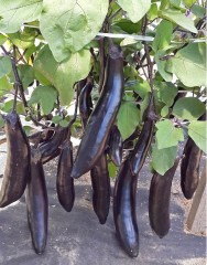 Баклажан Король Рынка F1 цв.п 35шт НК Русский огород