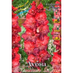 Гладиолус Дубна Colorline