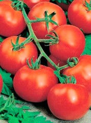 Томат Сашенька F1 цв.п 0,05гр СеДек