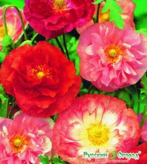 Мак самосейка Шёлковый Муар 0,03гр, НК Русский Огород