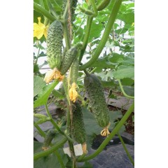 Огурец Мадагаскар F1 цв.п 0,25гр ЕвроСемена