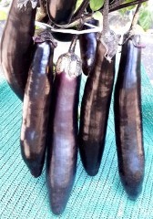 Баклажан Король Севера F1 цв.п 35шт НК Русский огород