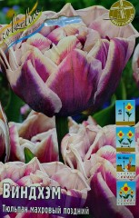 Тюльпан Виндхэм (Махровый Поздний) Color Line