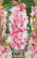 Гладиолус Кавказ Colorline