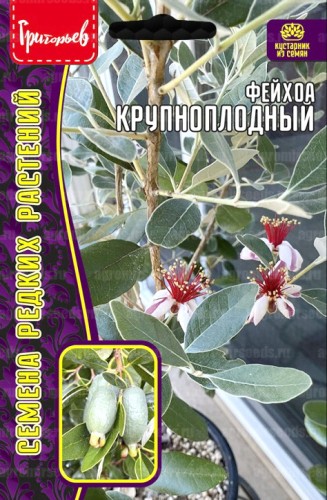 Фейхоа Крупноплодный цв.п 7шт ИП Григорьев