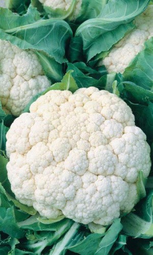 Капуста цветная Гудман цв.п 12шт Уральский Дачник